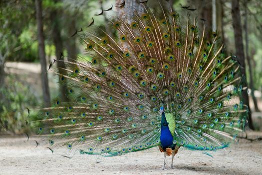 A peacock displaying his plumage