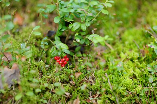 Wild forest berries on a bush