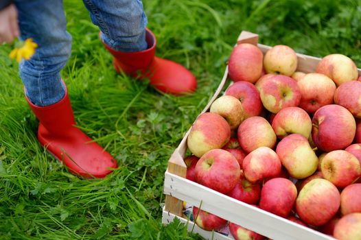 Crate with red organic apples and children boots