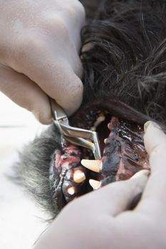 Veterinary cleaning of dog teeth under anesthesia