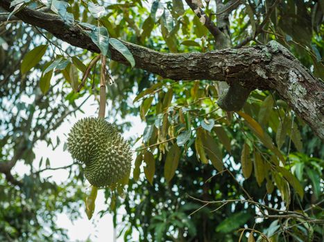 Fresh durian on the durian tree will eat soon