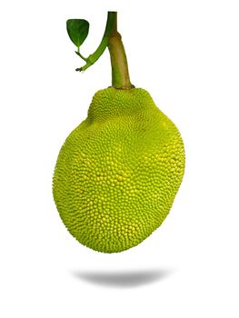 Jackfruit isolated from a white background with clipping paths.