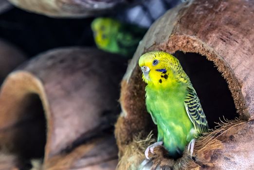 Budgerigar Australian Parakeet