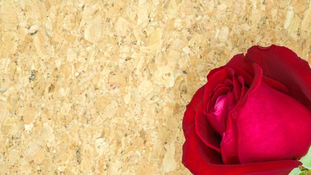 red rose and cork board