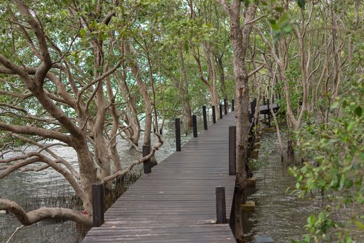 Mangrove forrest (Thung Prong Thong)