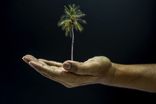 Hand holding Coconut palm tree
