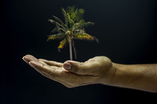 Hand holding Coconut palm tree