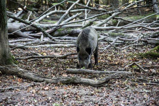 Wild boar in the sparse forest