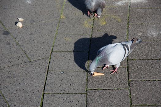 pecking pigeons on market place