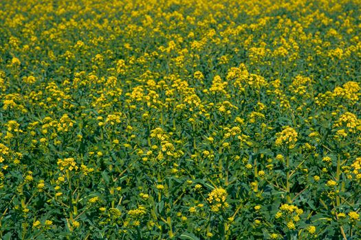 field of flowering oilseed rape