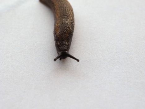 slug snail animal