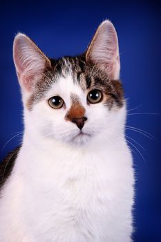The cat looks closely at the camera, close-up of the eyes, ear, wool, nose with brown gag