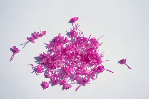 Bunch of pink flowers on white background