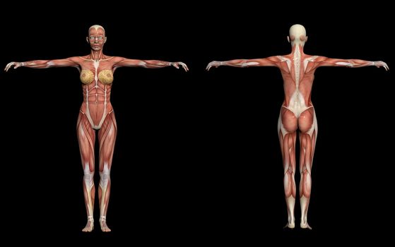 Human Anatomy -Female Muscles