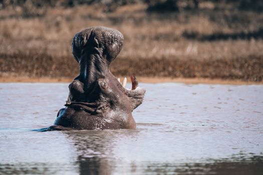 Hippopotamus Botswana Africa Safari Wildlife