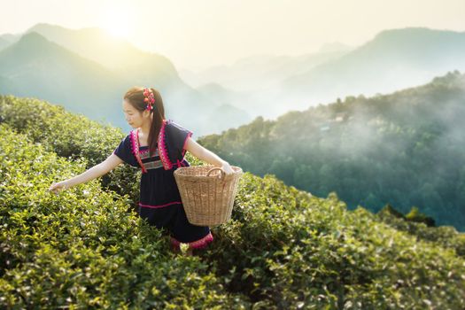 Young Tribal Asian women from Thailand picking tea leaves on tea field plantation in the morning at doi ang khang national park , Chiang Mai, Thailand. Beautiful Asia female model in her 30s.