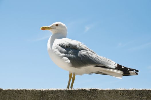seagull standing on the wall with blue sky in the background