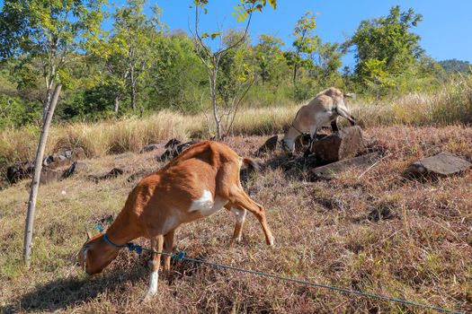 Brown and spotted goat grazes on dry grass. Stony slope with grassy vegetation. Goat tied with blue rope. In the background green trees and blue sky