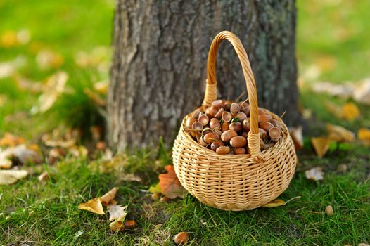 A basket full of acorns for crafting and playing