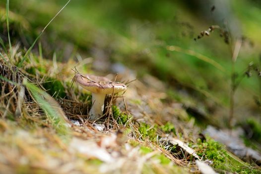 Russule edible mushroom