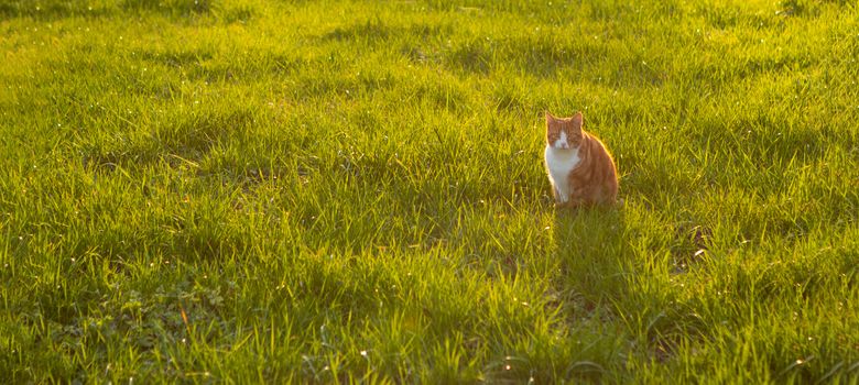 cat sitting in green grass waiting for a mouse, back lit