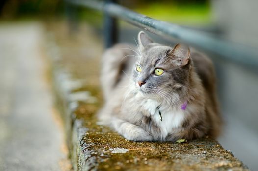 Beautiful gray cat by a doorstep