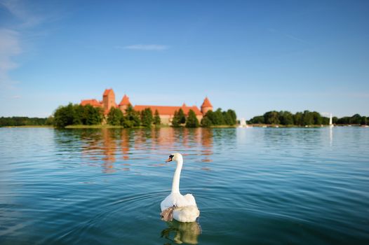 Swan and the Trakai castle in a background