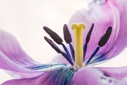 Stamens and Pistil of a Pink Fringed Tulip