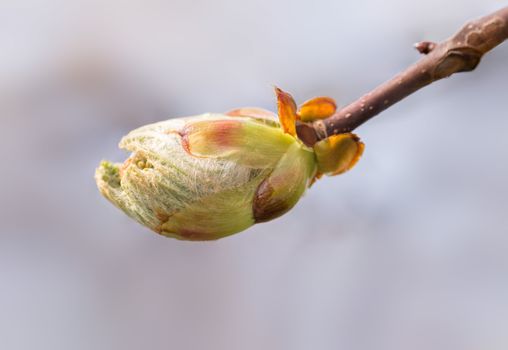 A Horse-Chestnut Sprout