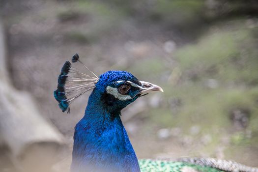 Peacock with blue plumage