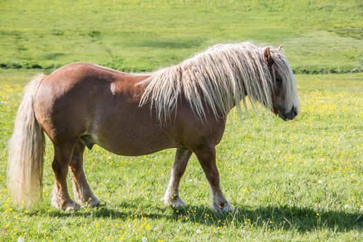 brown shetland pony on pasture