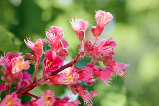 Aesculus x Carnea, or Red Horse-chestnut Flower