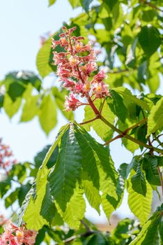 Aesculus x Carnea, or Red Horse-chestnut Flower
