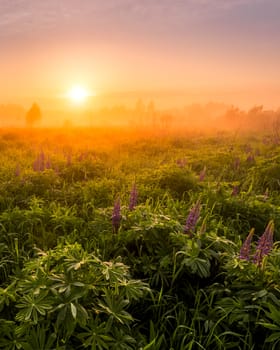 Sunrise on a field covered with flowering lupines in spring or early summer season with fog and trees on a background in morning.