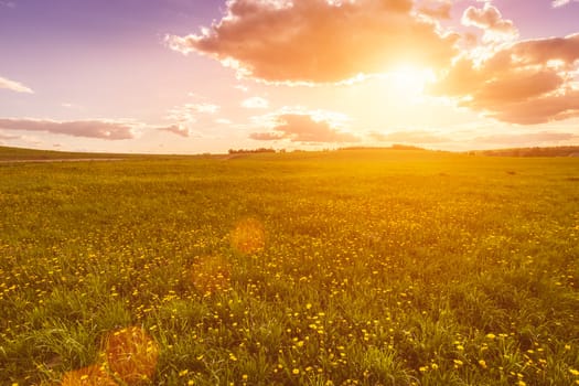 Sunrise or sunset on a field covered with yellow flowering dandelions.