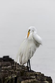 Great egret standing on wood near ocean 