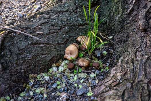 A family of mushrooms grows near the rhizome of the tree