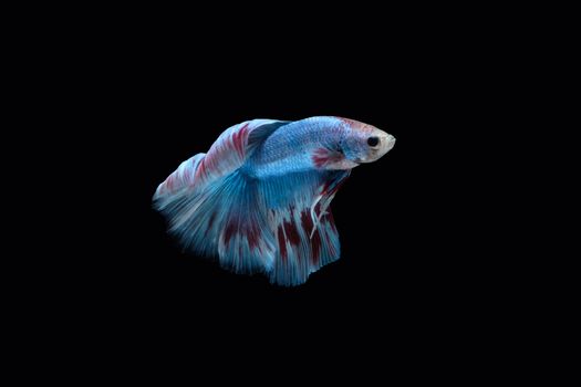 Side view of Blue halfmoon betta fish siamese marble grizzle type