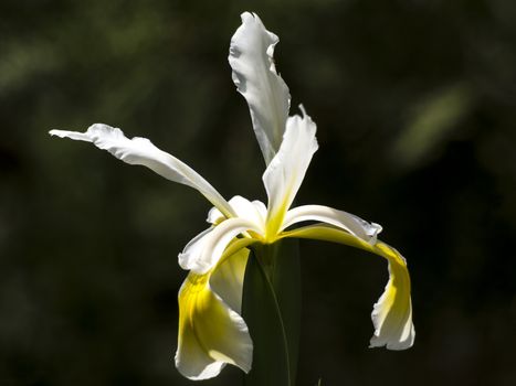 Veiled iris (Iris Spurio)