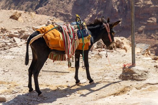 Bedouin donkey at Petra