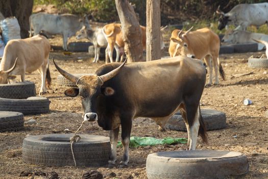 Bull at animal market