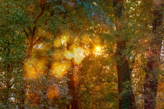 Autumn Light Symphony