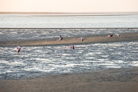 Flamingoes are captured during the flight along Namibian coast