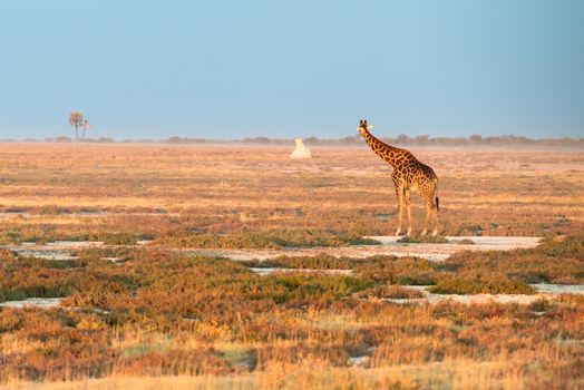 A lonely Namibian giraffe is looking at a distant termitary