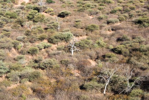 Namibian savanna woodlands view from the top of Waterberg Platea