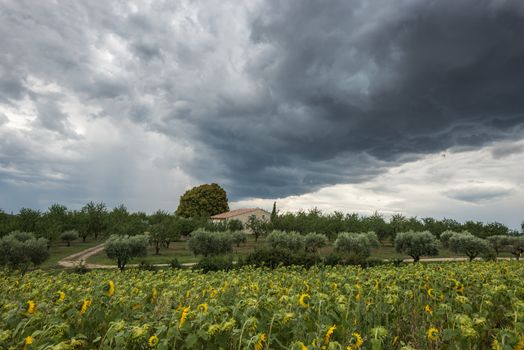 A threatening dark thundercloud moves over sunflower field