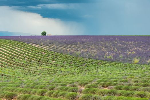 Dark thundercloud and rain above a colorful lavender field
