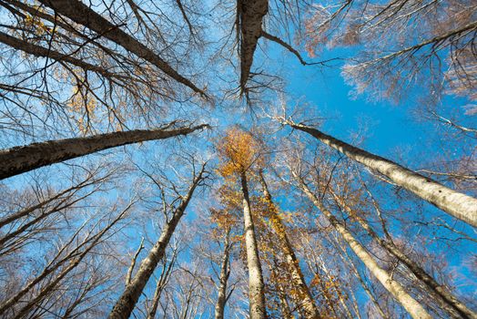 Upward perspective view of tall beech trees and yellow leaves