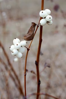 Snowberry Fruit in Winter