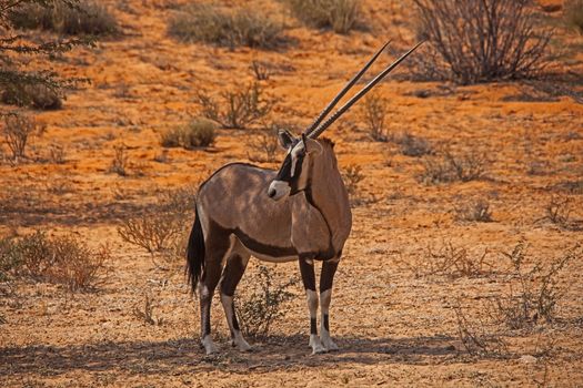 Single Oryx in Kgalagadi Trans Frontier Park 4523